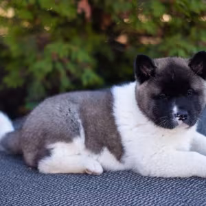 Akita puppies, 9 weeks old, Dallas (Texas)