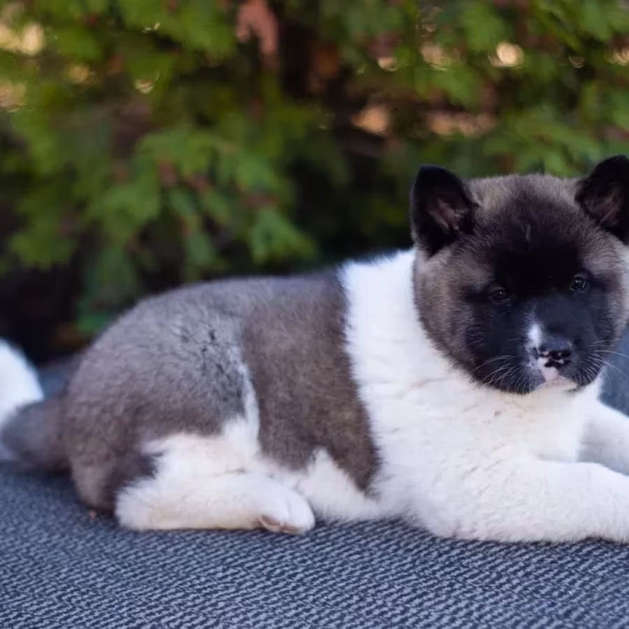 Akita puppies, 9 weeks old, Dallas (Texas)