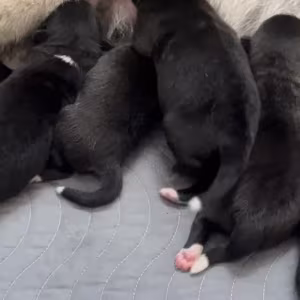 Akita puppy, boy, Phoenix (Arizona)
