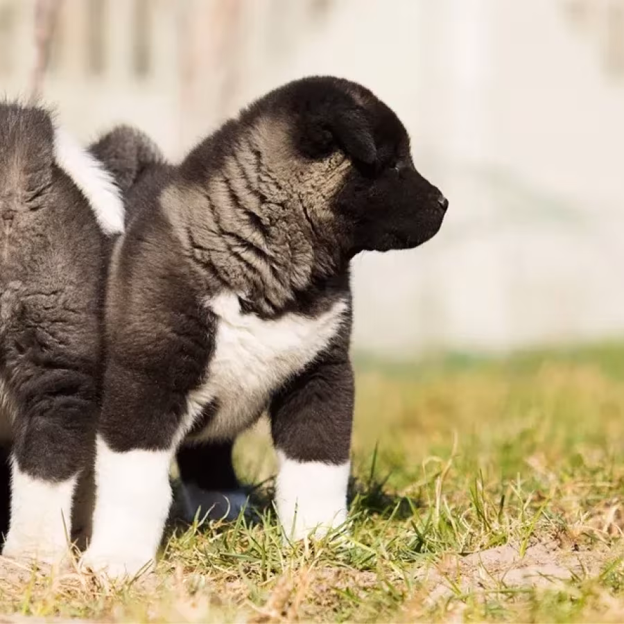 Akita puppy, boy, Phoenix (Arizona)