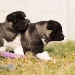 Akita puppy, boy, Phoenix (Arizona)