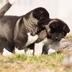 Akita puppy, boy, Phoenix (Arizona)