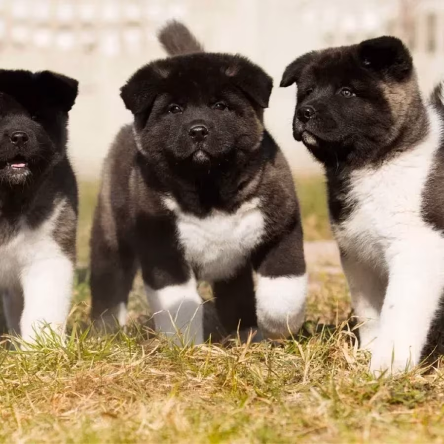 Akita puppy, boy, Phoenix (Arizona)