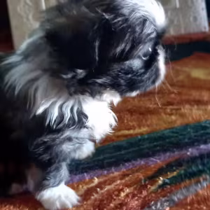 Pekingese Puppy for Sale in Texas (TX)