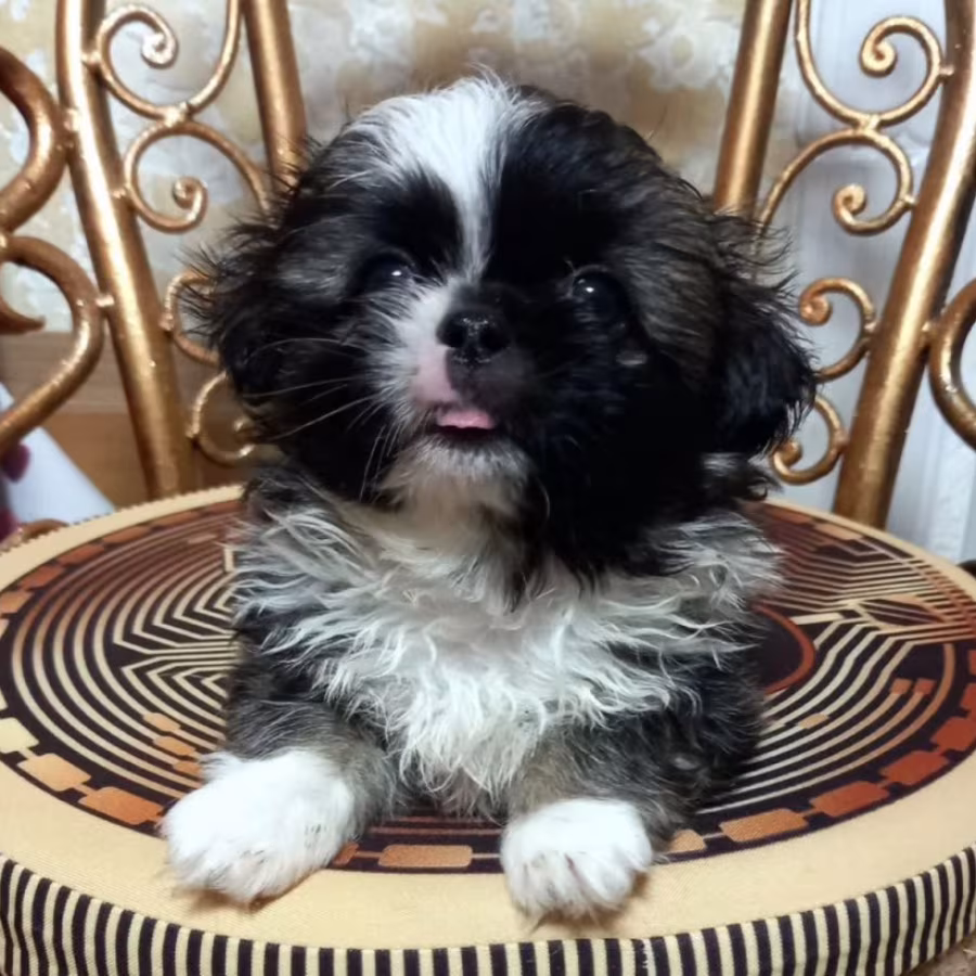 Pekingese Puppy for Sale in Texas (TX)