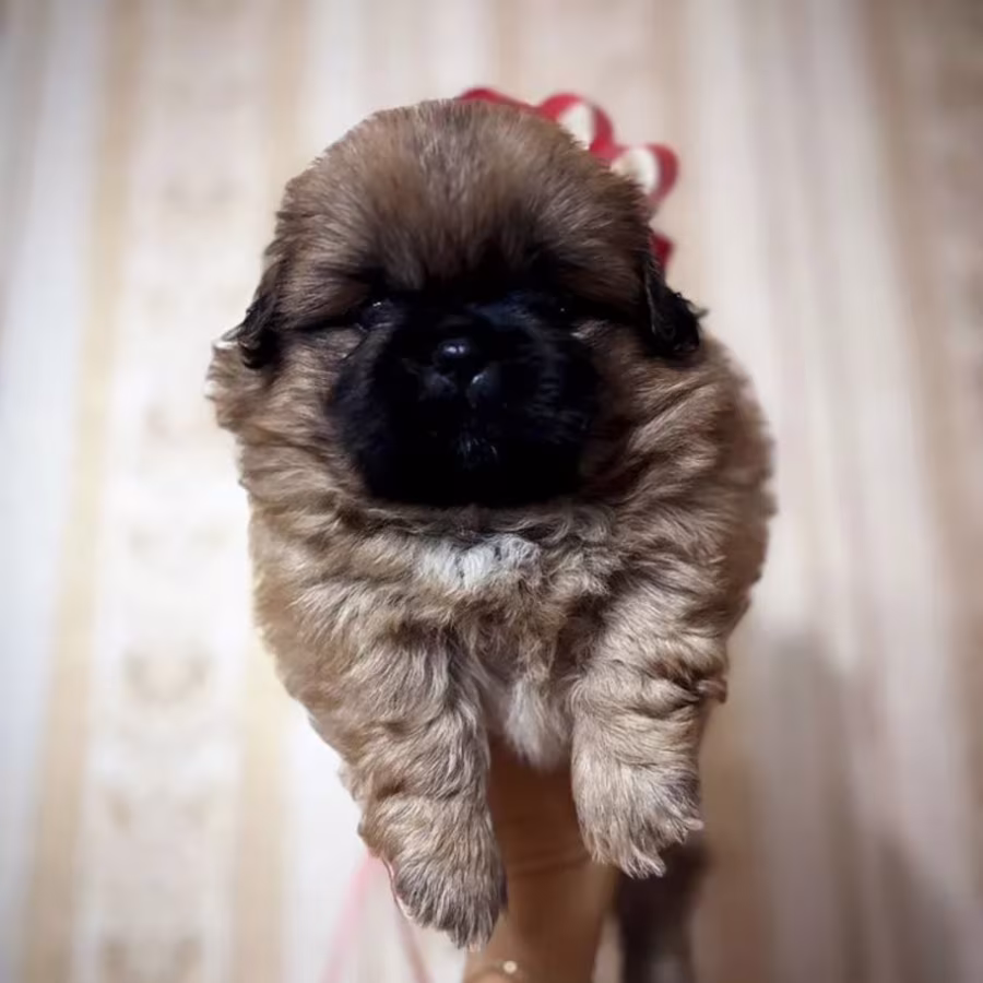 Pekingese Puppies for Sale in California (CA)