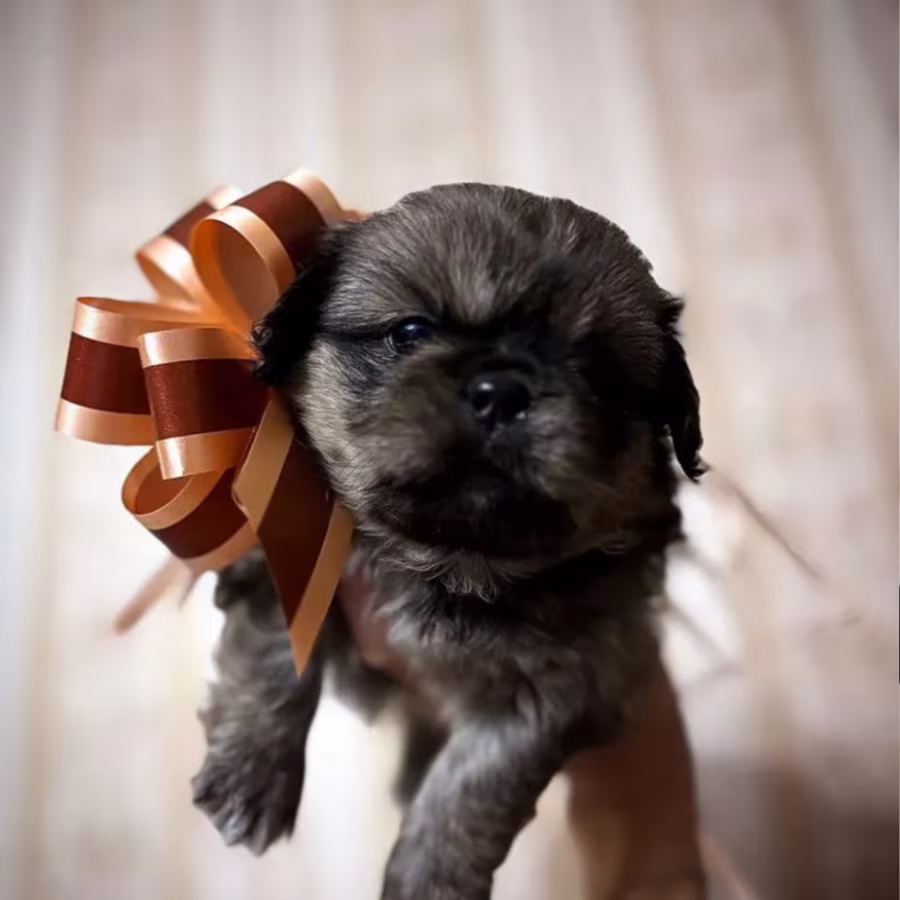 Pekingese Puppies for Sale in California (CA)