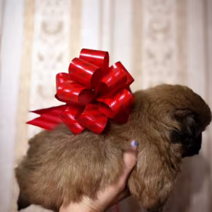 Pekingese Puppies for Sale in California (CA)