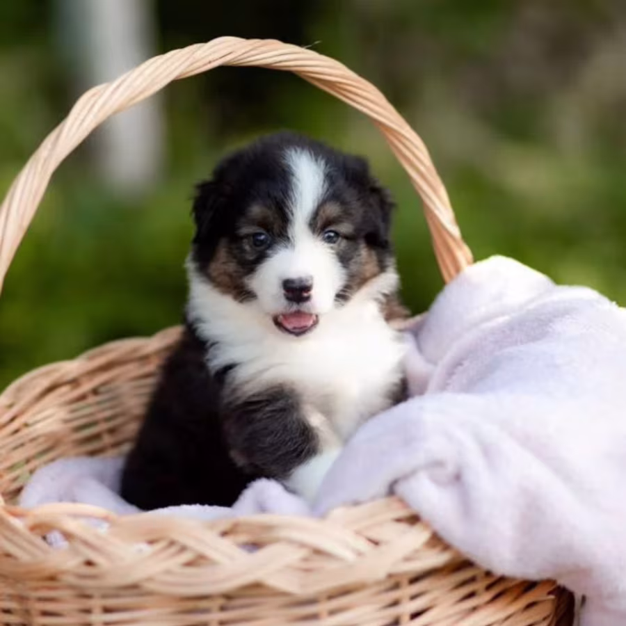 Australian Shepherd Puppies for Sale in New York (NY)