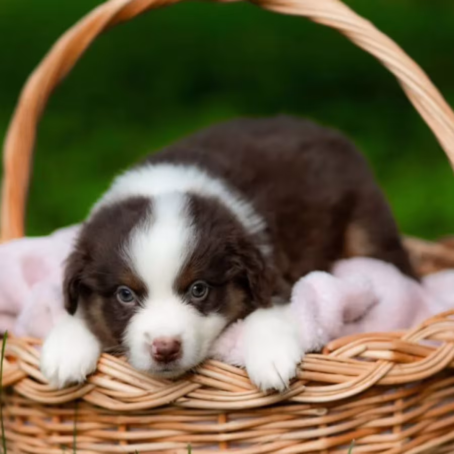 Australian Shepherd Puppies for Sale in New York (NY)