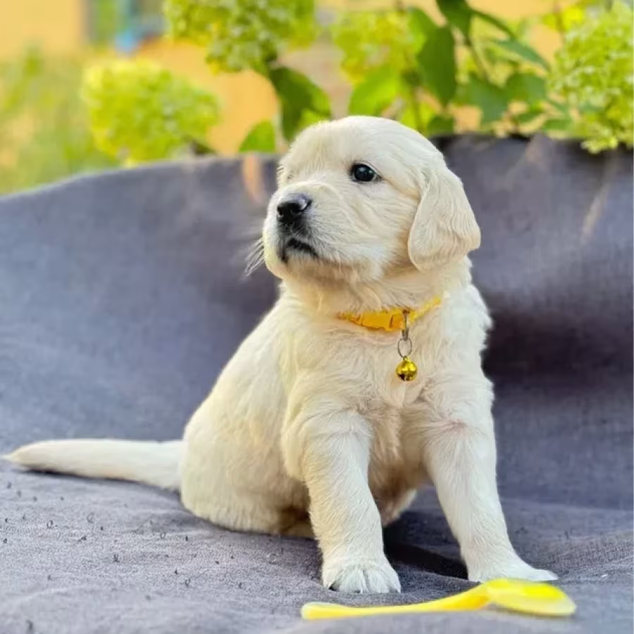 Puppies Golden Retriever