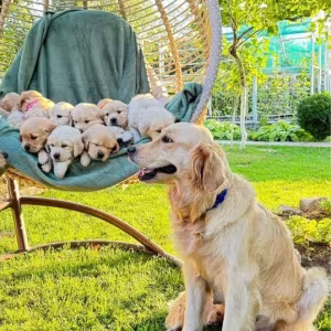 Puppies Golden Retriever