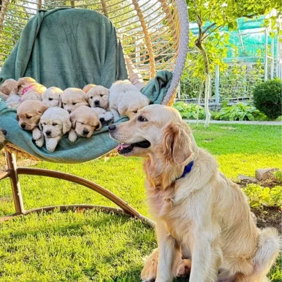 Puppies Golden Retriever