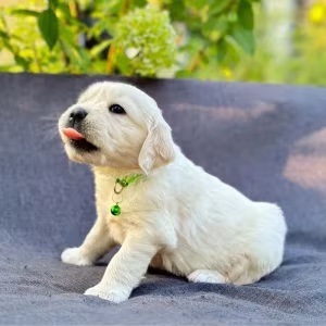 Puppies Golden Retriever