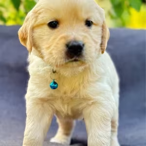 Puppies Golden Retriever