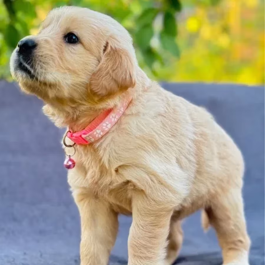 Puppies Golden Retriever