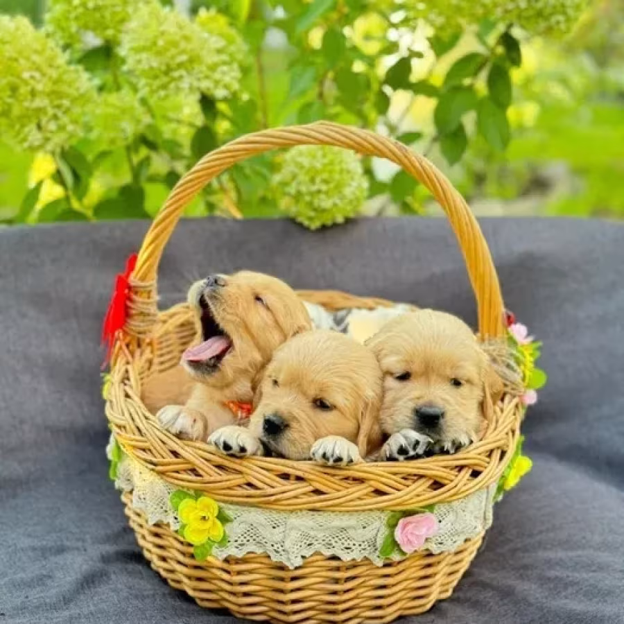 Puppies Golden Retriever