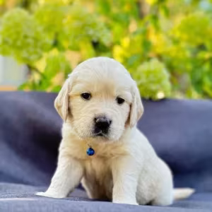Puppies Golden Retriever