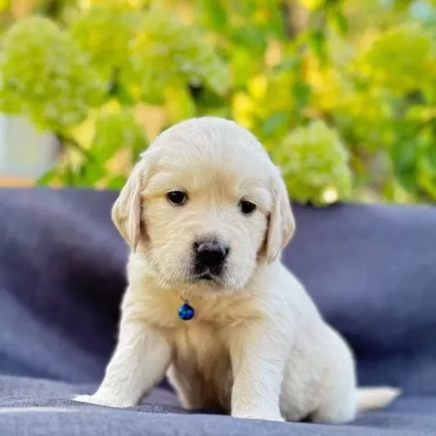 Puppies Golden Retriever