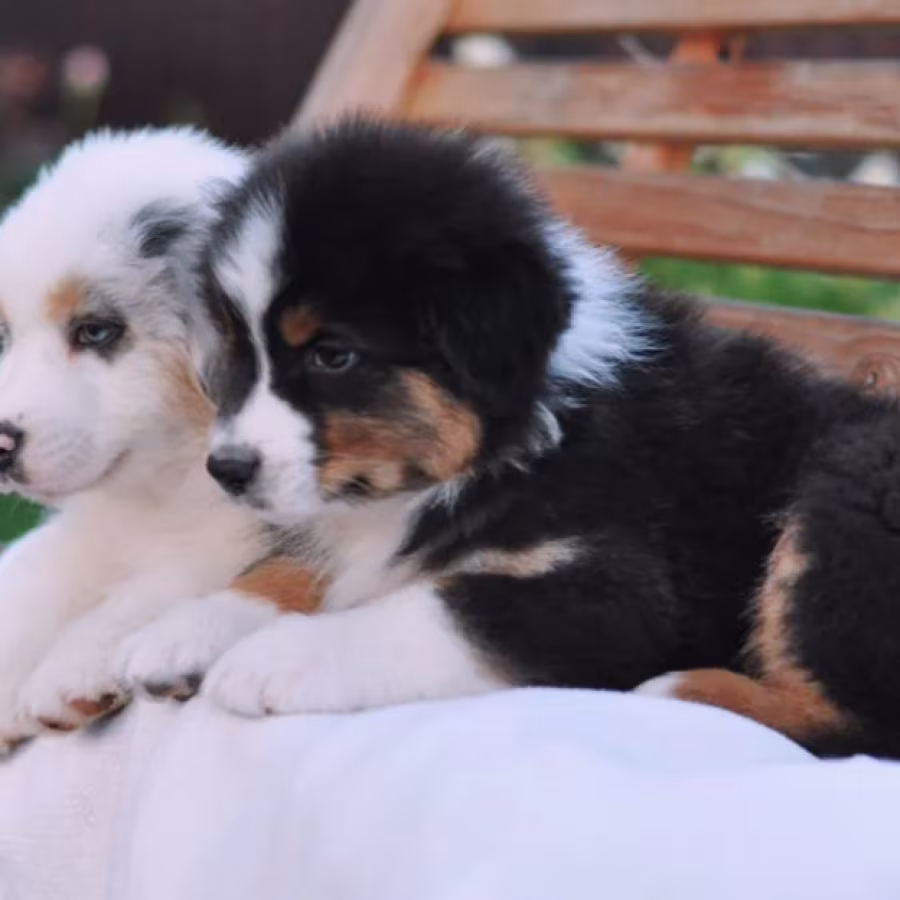 Australian Shepherd Puppies for Sale in New York (NY)