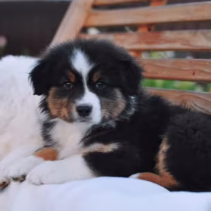 Australian Shepherd Puppies for Sale in New York (NY)
