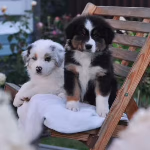 Australian Shepherd Puppies for Sale in New York (NY)