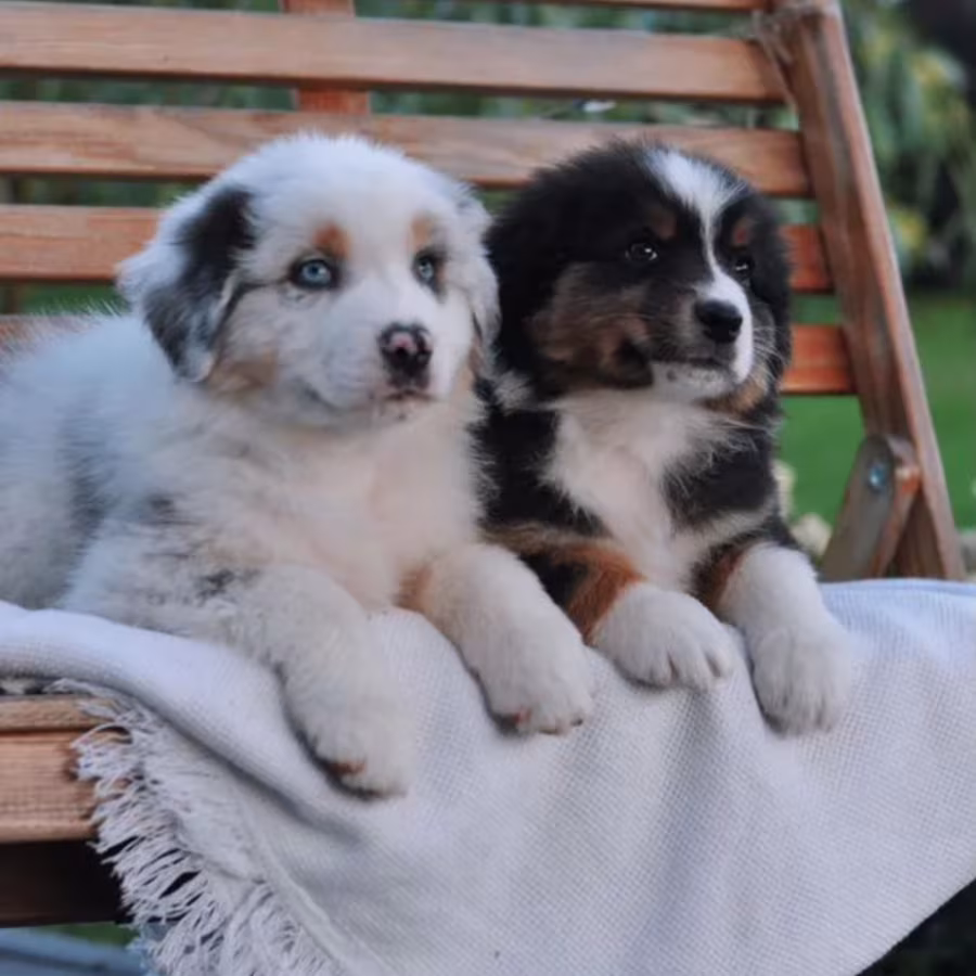 Australian Shepherd Puppies for Sale in New York (NY)