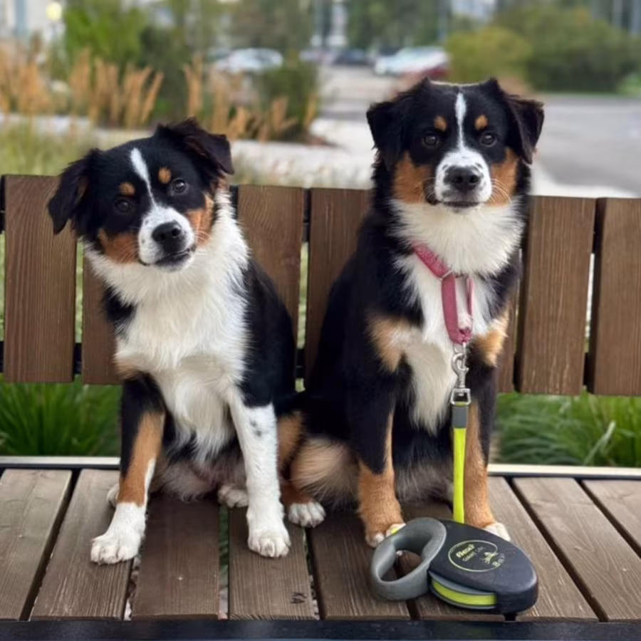 Australian Shepherd Puppies for Sale in Texas (TX)