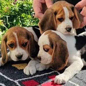 Beagle Puppies for Sale in Arizona (AZ)
