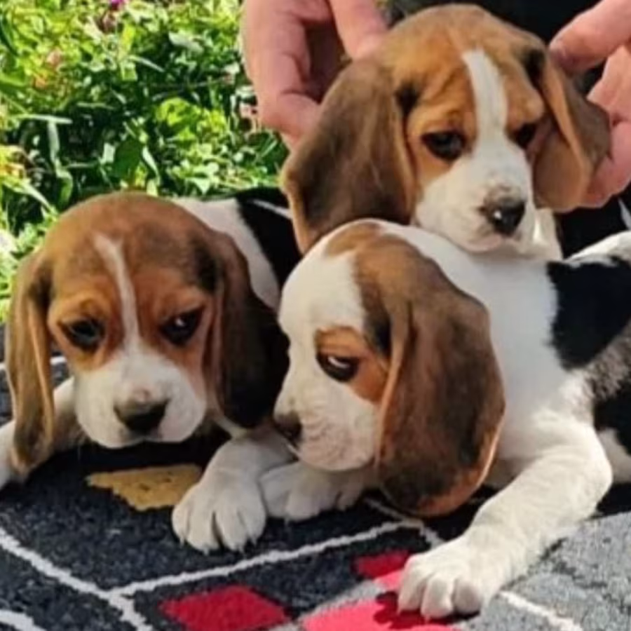 Beagle Puppies for Sale in Arizona (AZ)