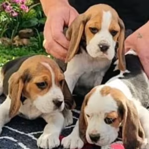 Beagle Puppies for Sale in Arizona (AZ)