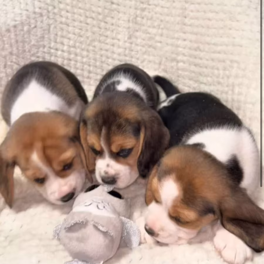 Beagle Puppies for Sale in Texas (TX)