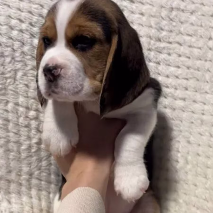 Beagle Puppies for Sale in Texas (TX)