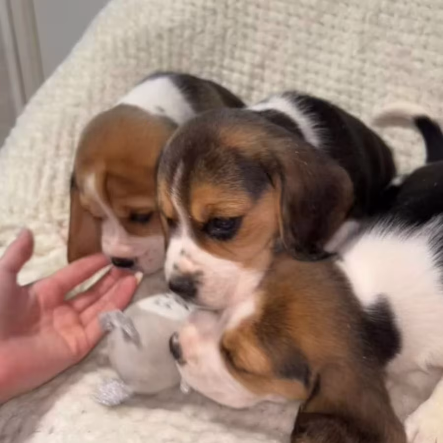 Beagle Puppies for Sale in Texas (TX)