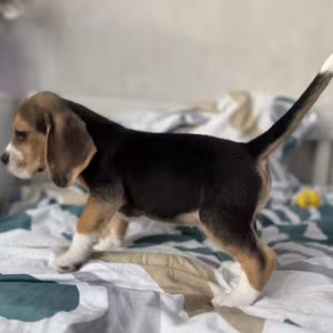 Beagle Puppy for Sale in New York (NY)