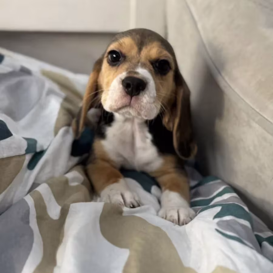 Beagle Puppy for Sale in New York (NY)