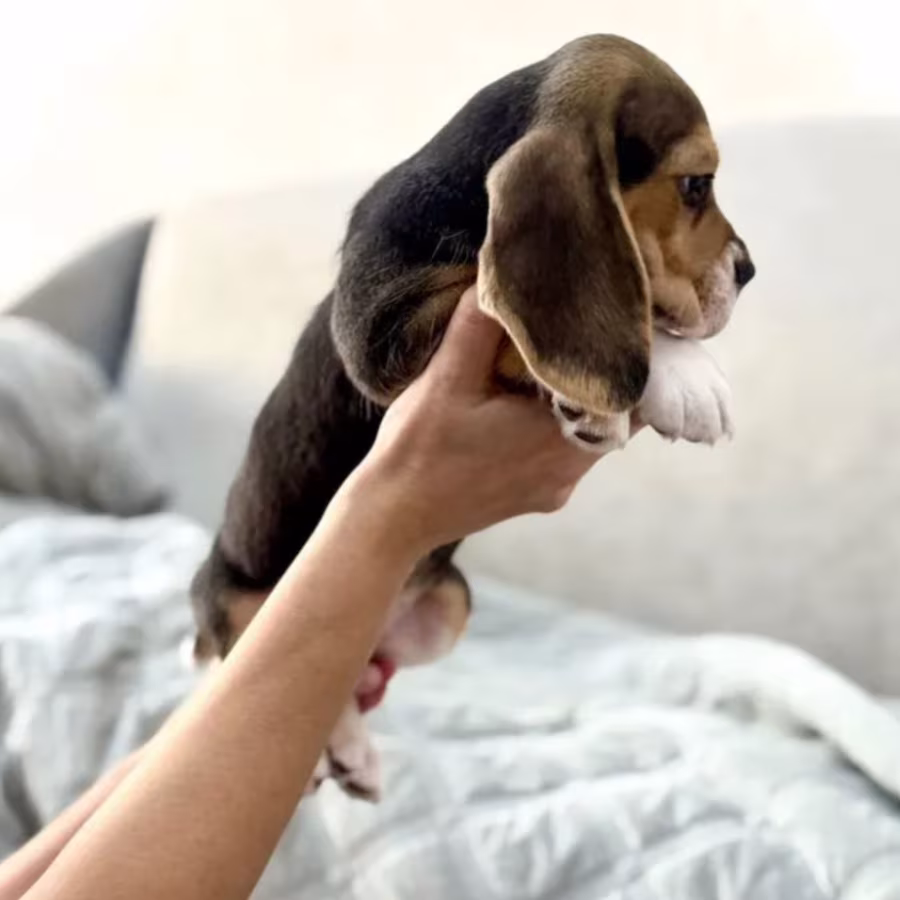 Beagle Puppy for Sale in New York (NY)
