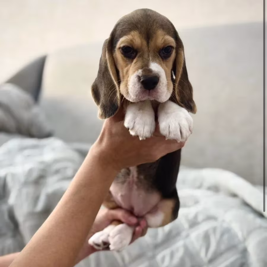 Beagle Puppy for Sale in New York (NY)