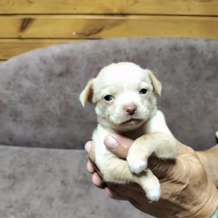 Chihuahua Puppies for Sale in Louisiana (LA)