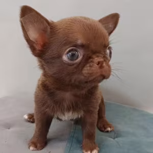 Chihuahua Puppies for Sale in New York (NY)