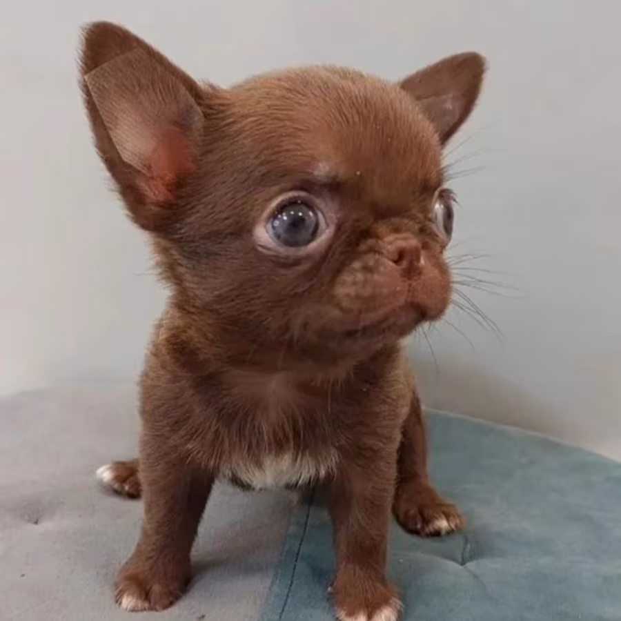 Chihuahua Puppies for Sale in New York (NY)