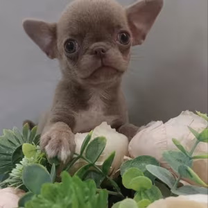 Chihuahua Puppies for Sale in New York (NY)
