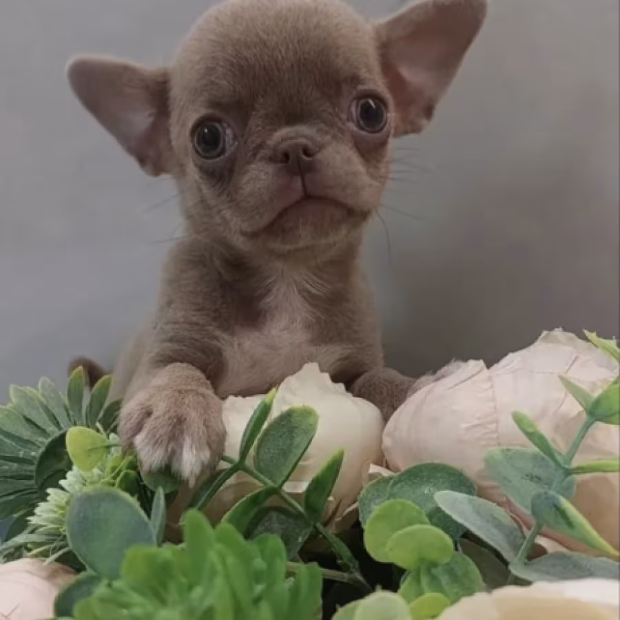 Chihuahua Puppies for Sale in New York (NY)