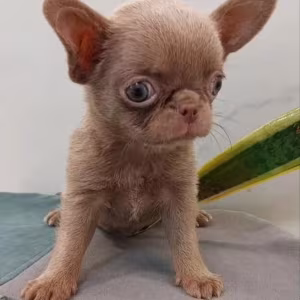 Chihuahua Puppies for Sale in New York (NY)