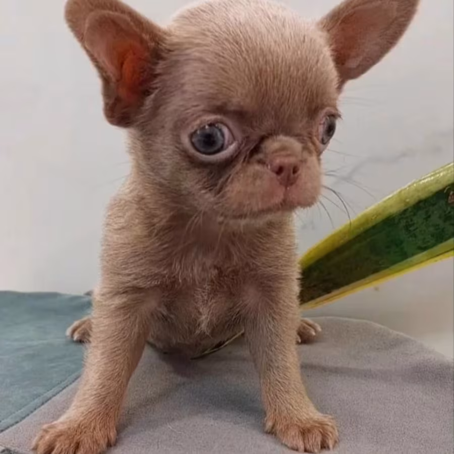Chihuahua Puppies for Sale in New York (NY)