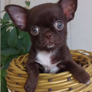 Chihuahua Puppies for Sale in New York (NY)