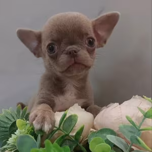 Chihuahua Puppies for Sale in New York (NY)