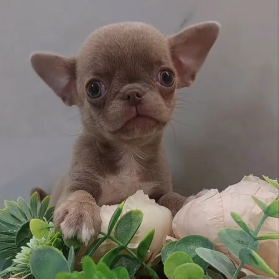 Chihuahua Puppies for Sale in New York (NY)