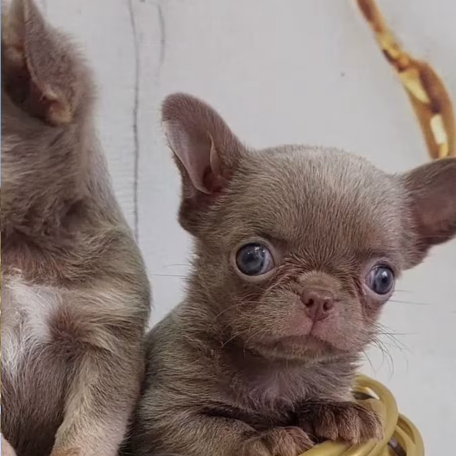 Chihuahua Puppies for Sale in New York (NY)