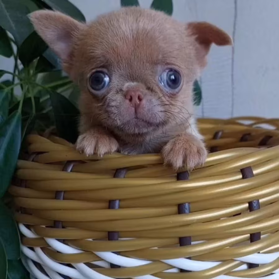 Chihuahua Puppies for Sale in New York (NY)